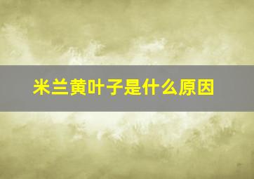 米兰黄叶子是什么原因