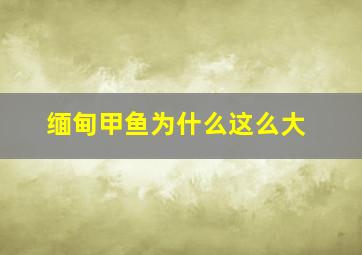 缅甸甲鱼为什么这么大