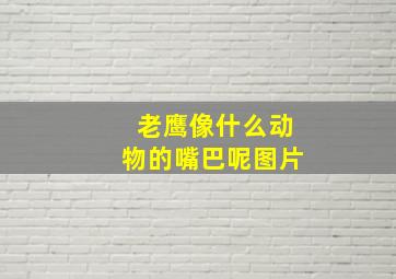 老鹰像什么动物的嘴巴呢图片