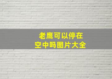 老鹰可以停在空中吗图片大全