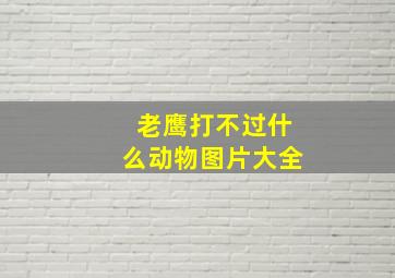 老鹰打不过什么动物图片大全