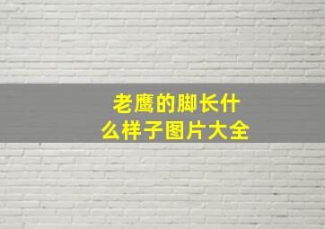 老鹰的脚长什么样子图片大全