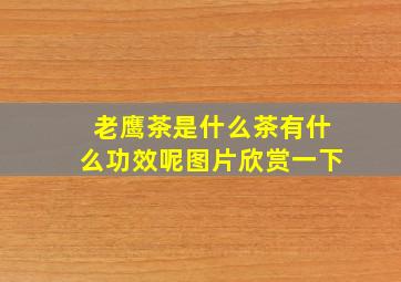 老鹰茶是什么茶有什么功效呢图片欣赏一下