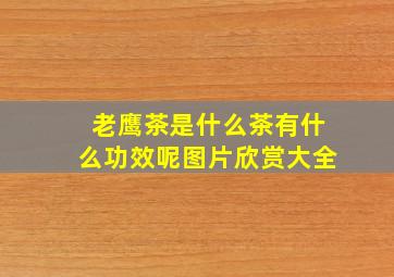 老鹰茶是什么茶有什么功效呢图片欣赏大全