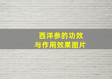 西洋参的功效与作用效果图片