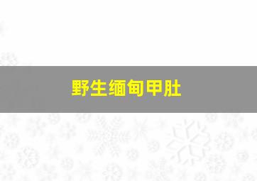 野生缅甸甲肚