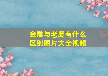 金雕与老鹰有什么区别图片大全视频