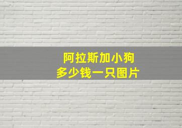 阿拉斯加小狗多少钱一只图片