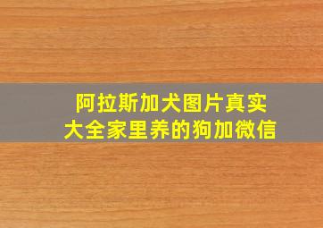 阿拉斯加犬图片真实大全家里养的狗加微信