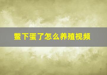 鳖下蛋了怎么养殖视频