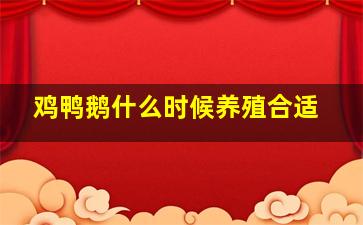 鸡鸭鹅什么时候养殖合适