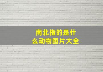 南北指的是什么动物图片大全