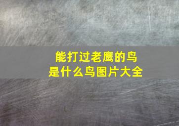 能打过老鹰的鸟是什么鸟图片大全